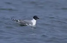Sabine's Gull