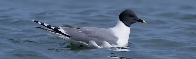 Sabine's Gull. Floating on water. Best characteristic is a three-part wing pattern that is very conspicuous in flight.