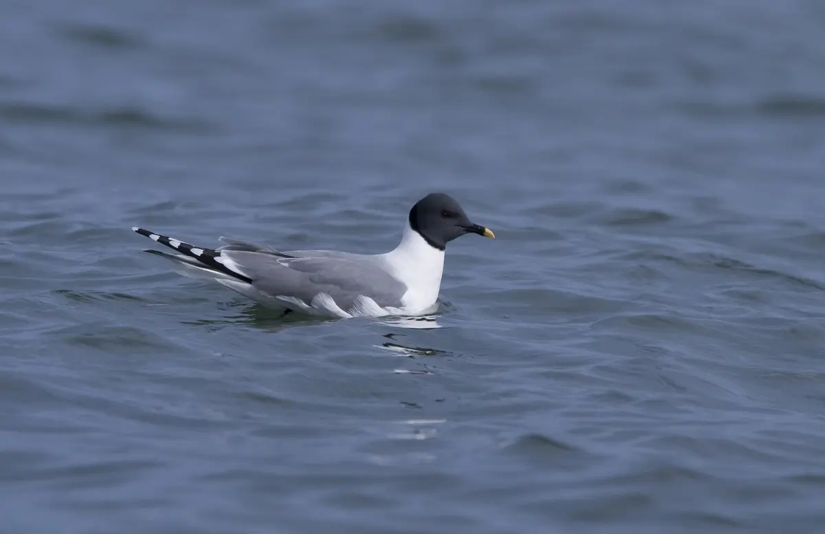 Sabine's Gull. Floating on water. Best characteristic is a three-part wing pattern that is very conspicuous in flight.