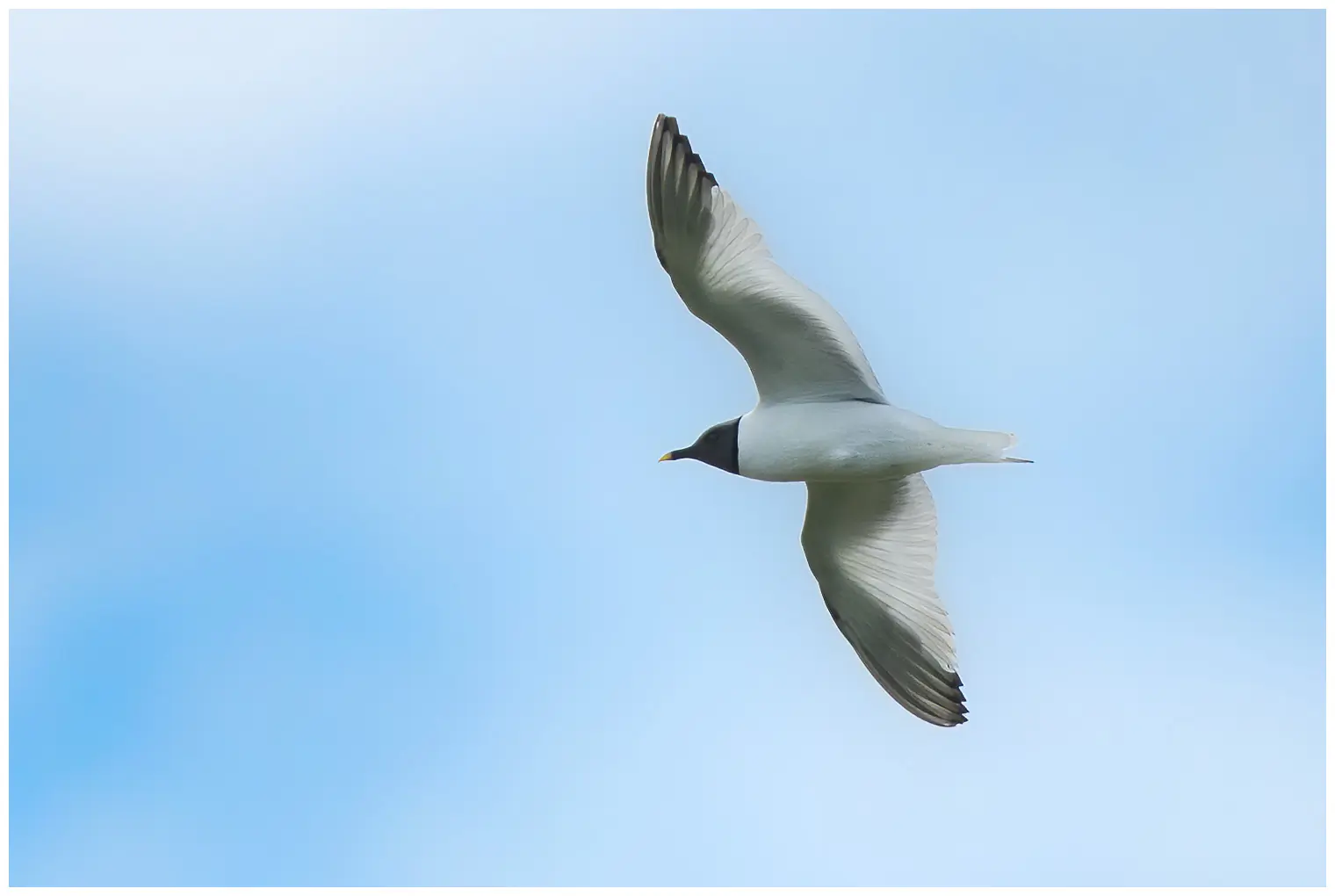 Sabine's Gull