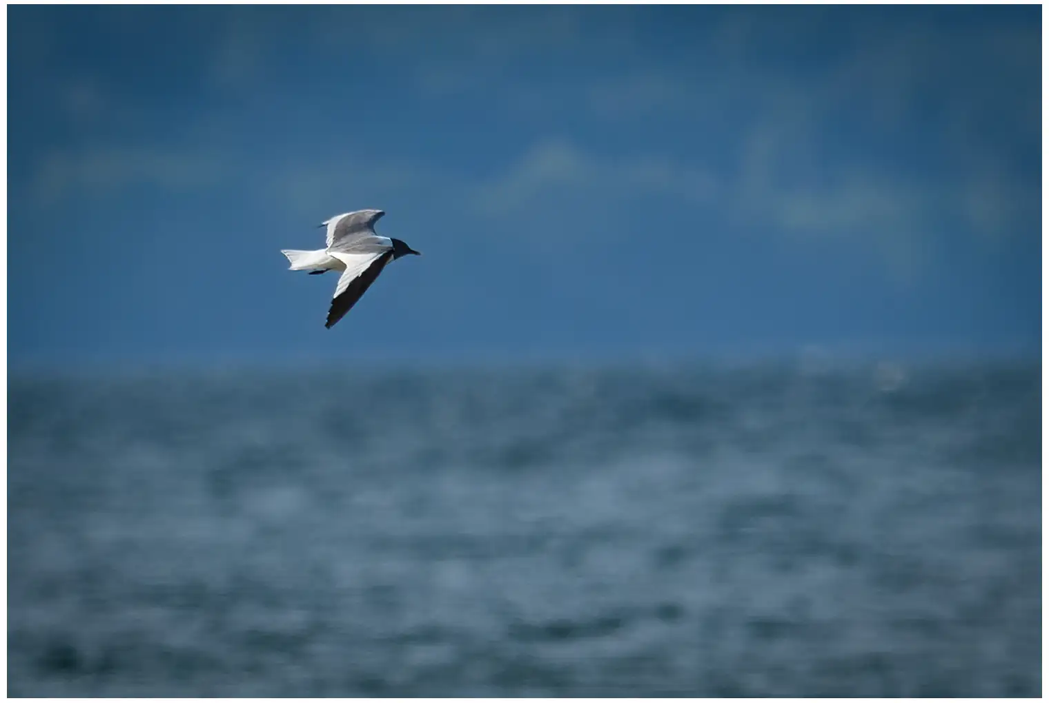 Sabine's Gull