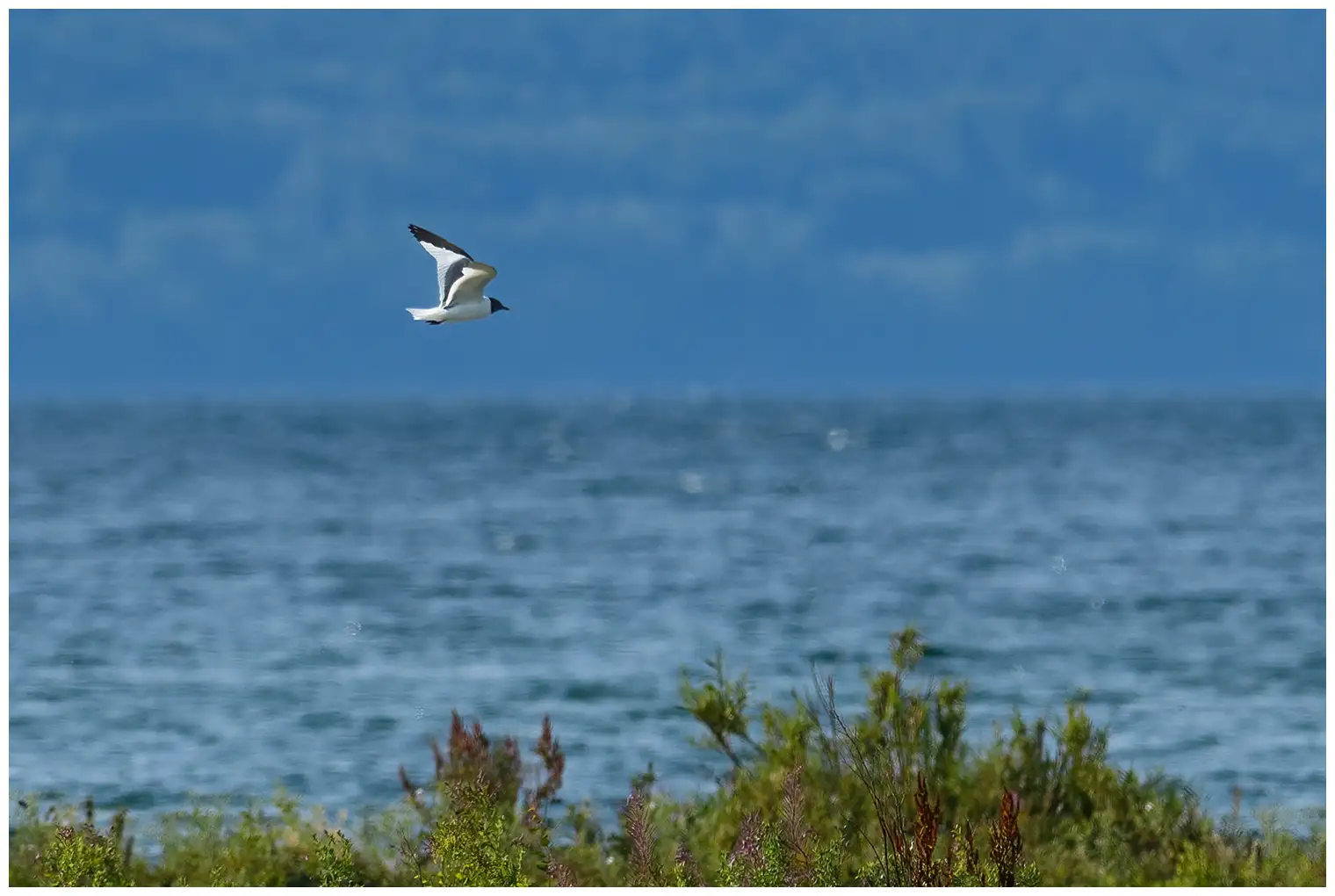 Sabine's Gull