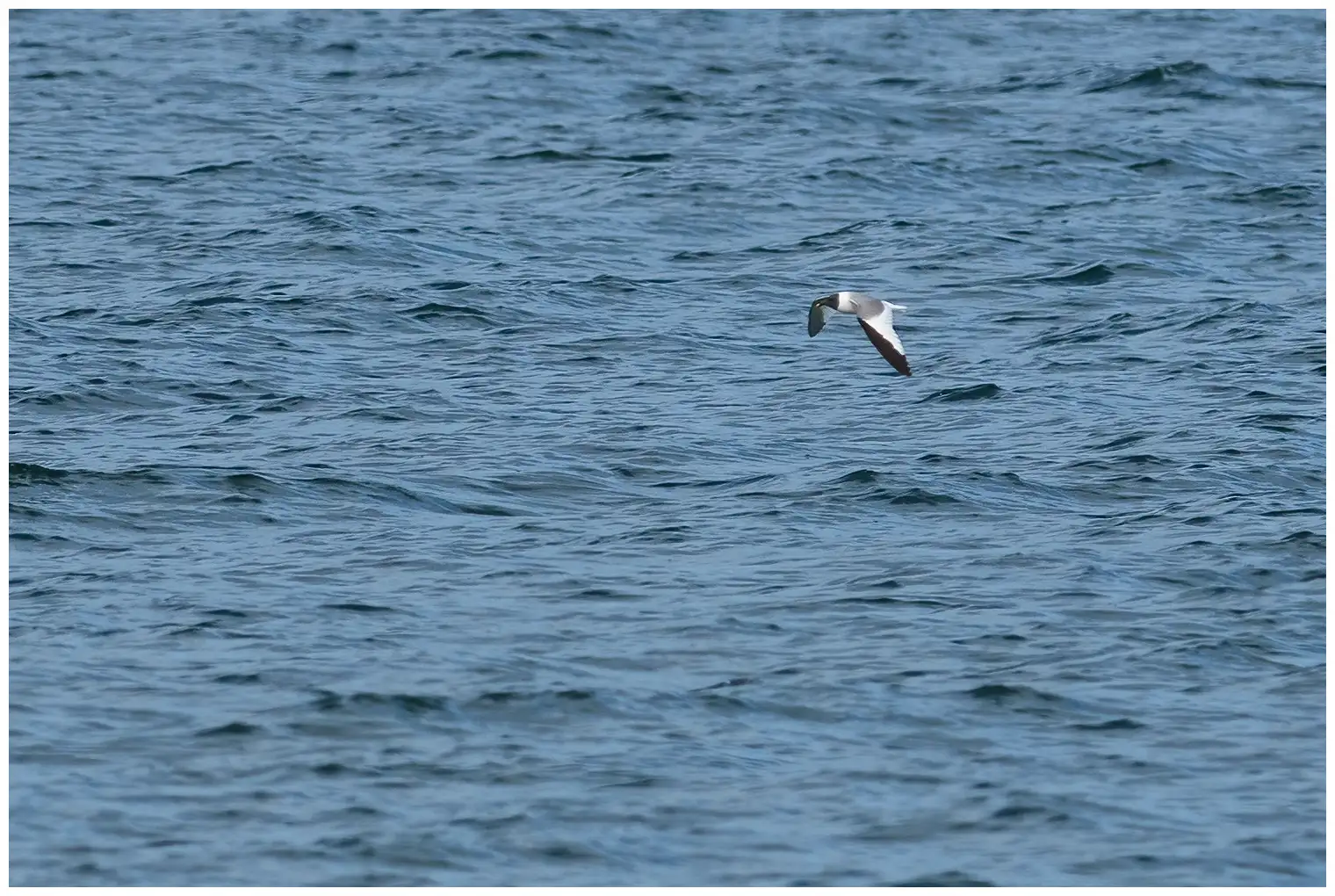 Sabine's Gull