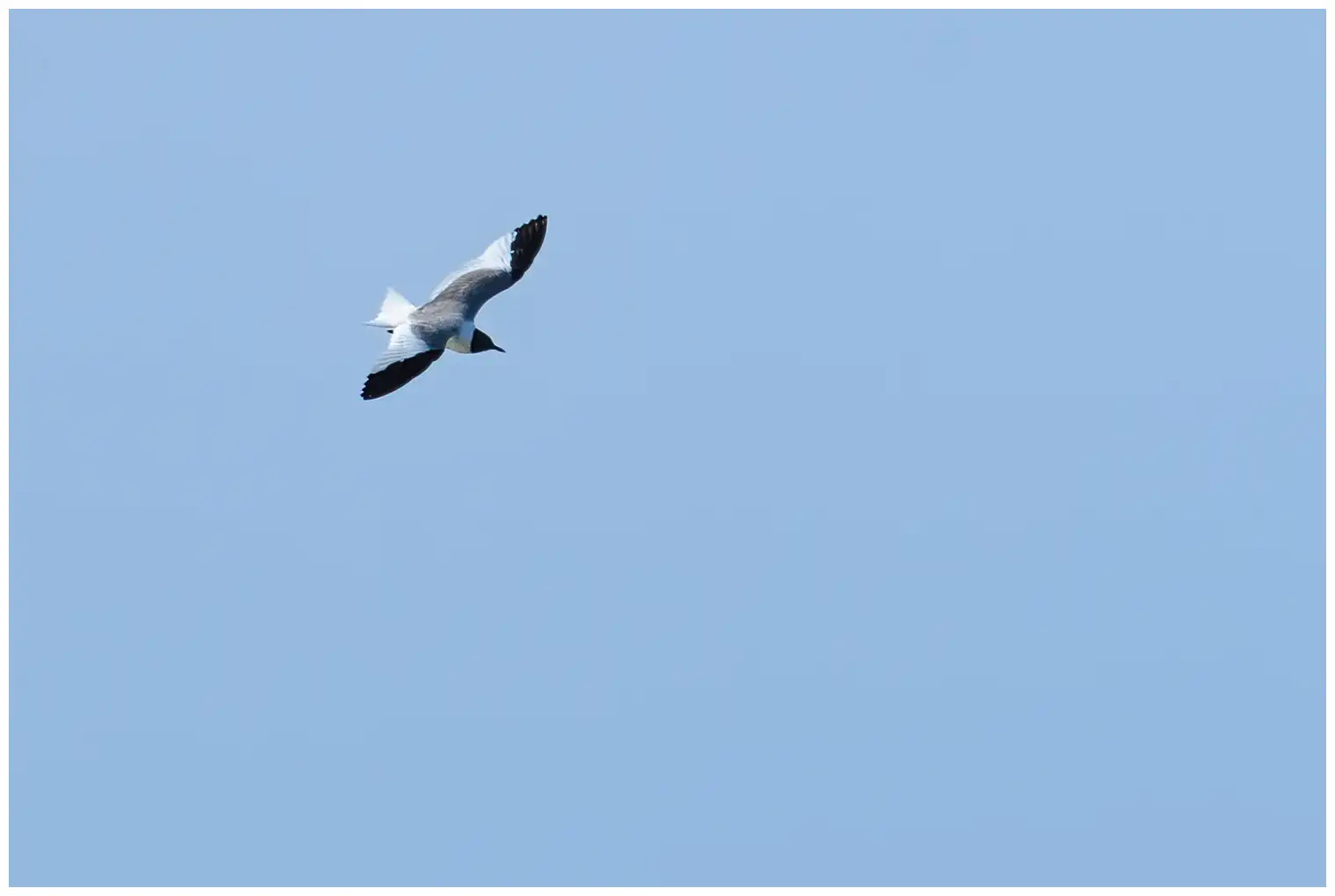 Sabine's Gull