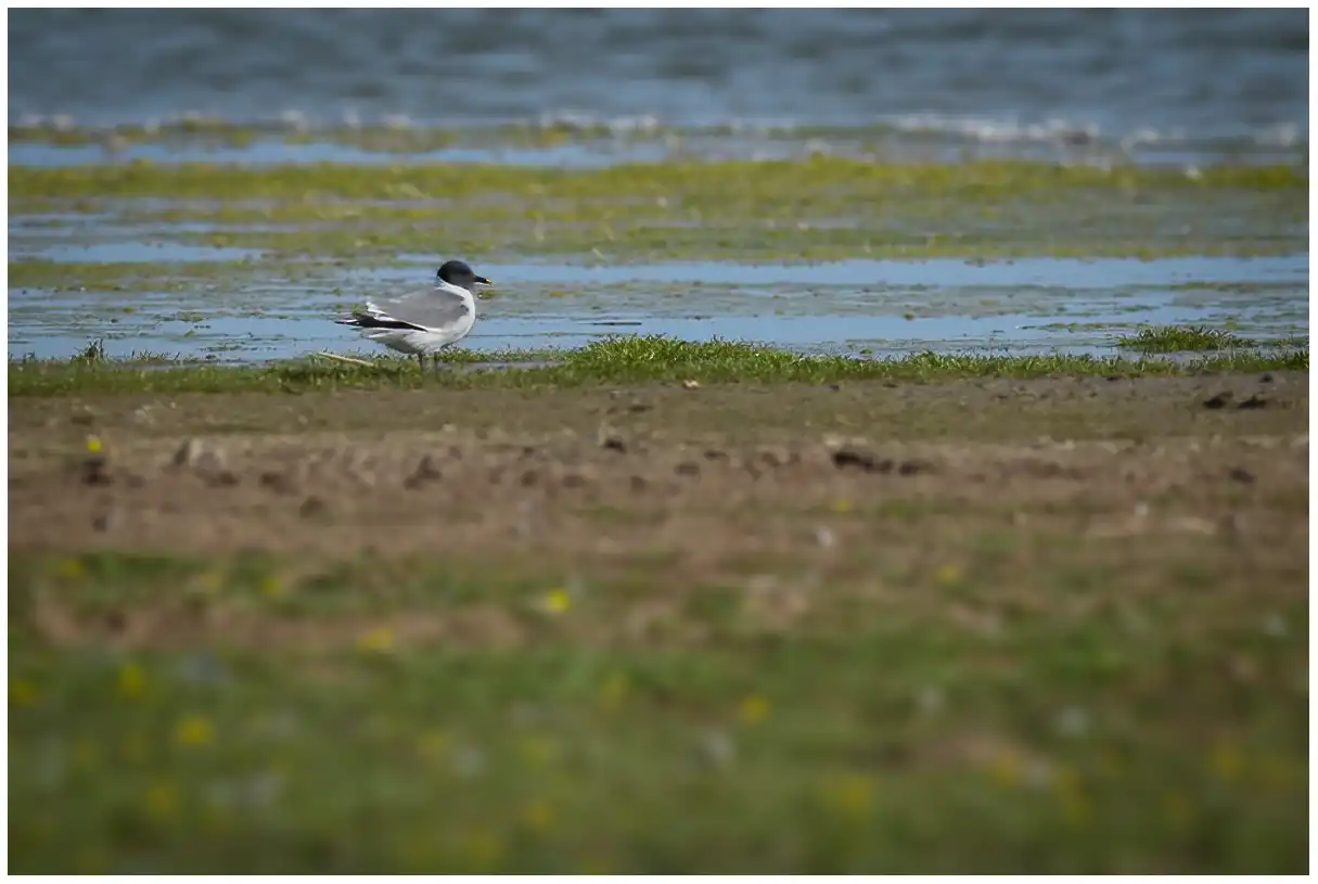 Sabine's Gull
