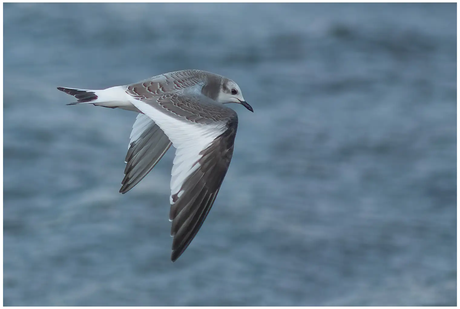 Sabine's Gull