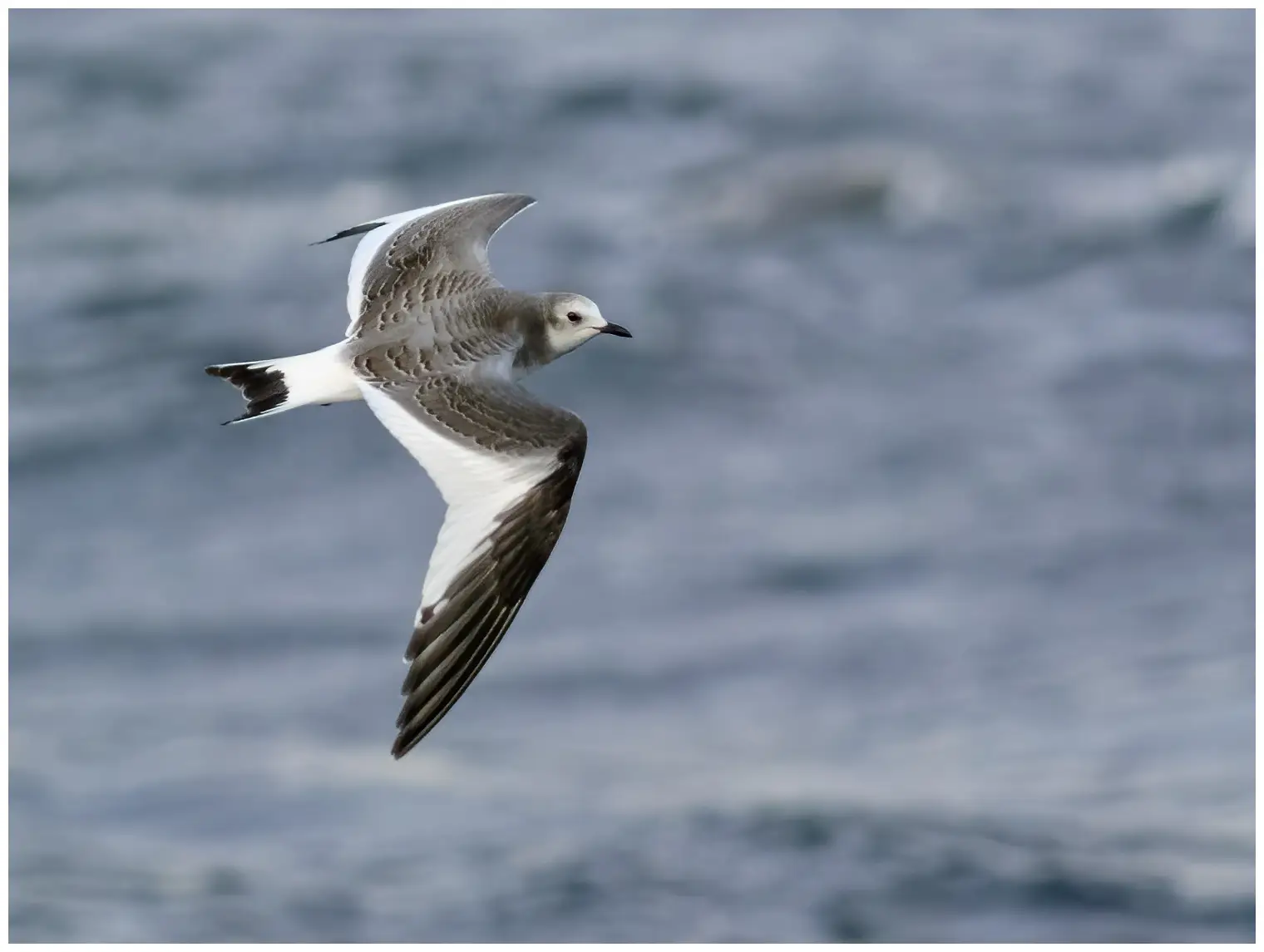 Sabine's Gull