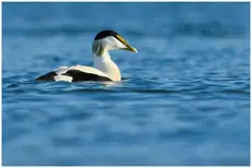 Common eider