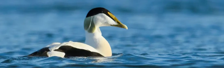 An eider on the water with a completely blurred background. It is a male with a green back of the head.