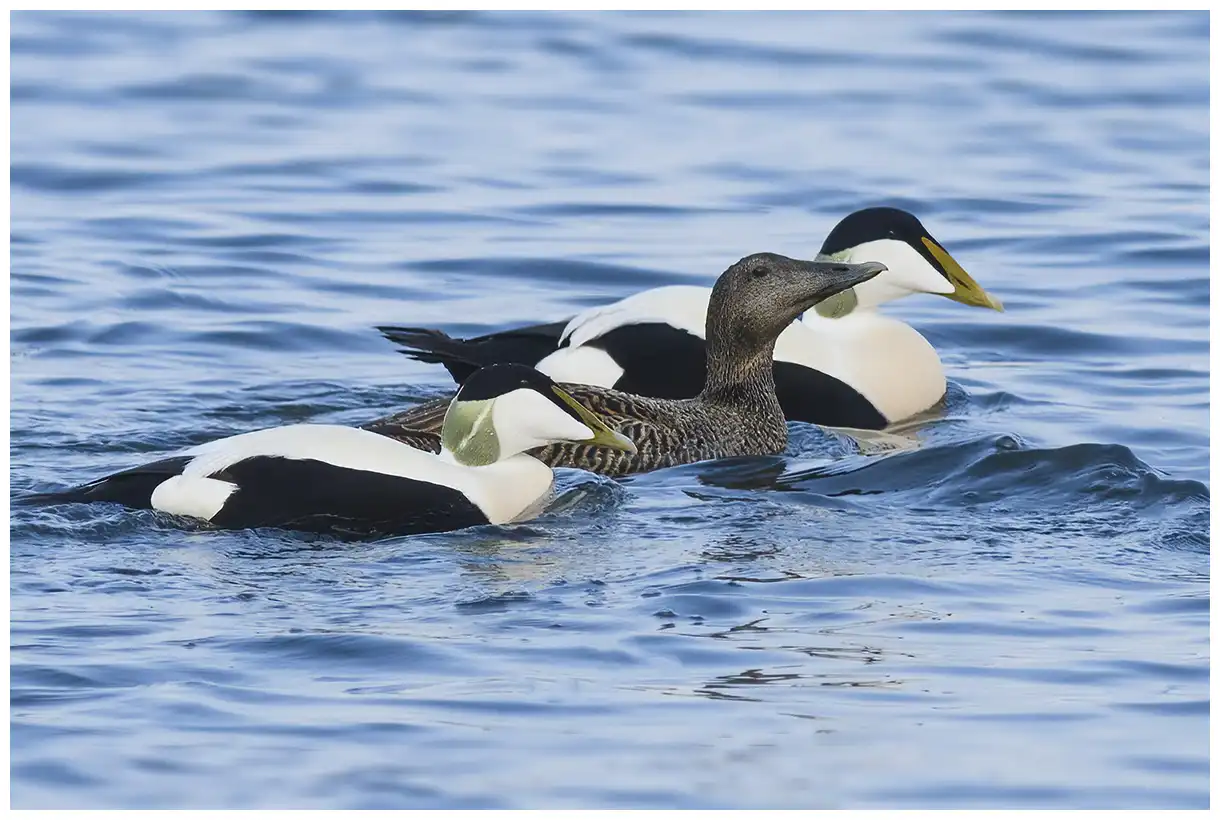 Common eider