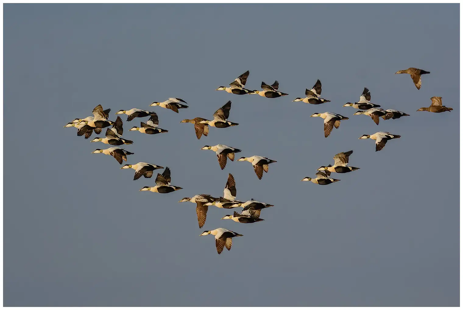 Common eider