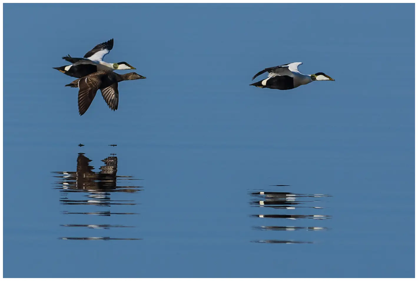 Common eider
