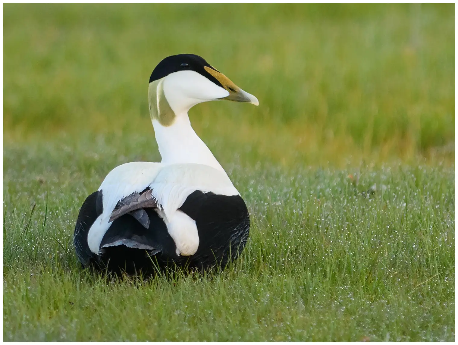 Common eider