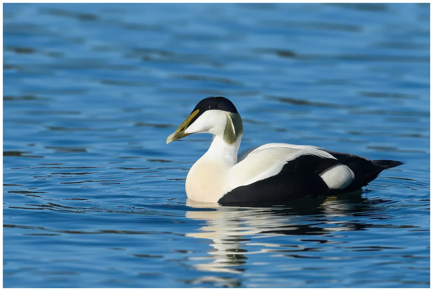 Common eider