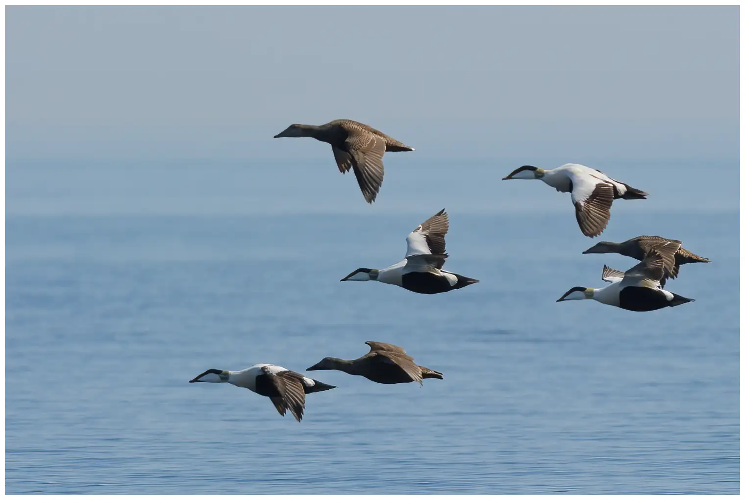 Common eider