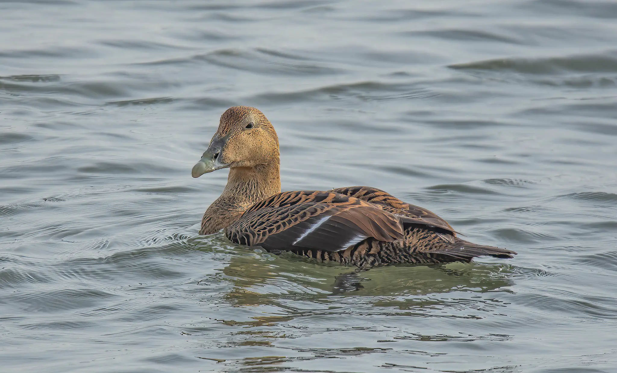 Common eider