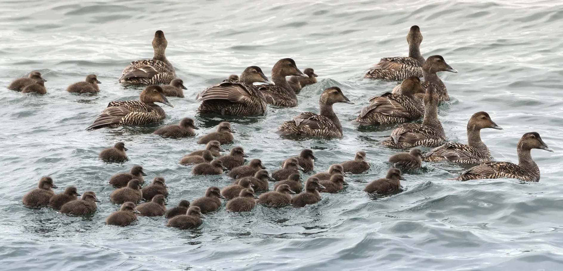 Common eider