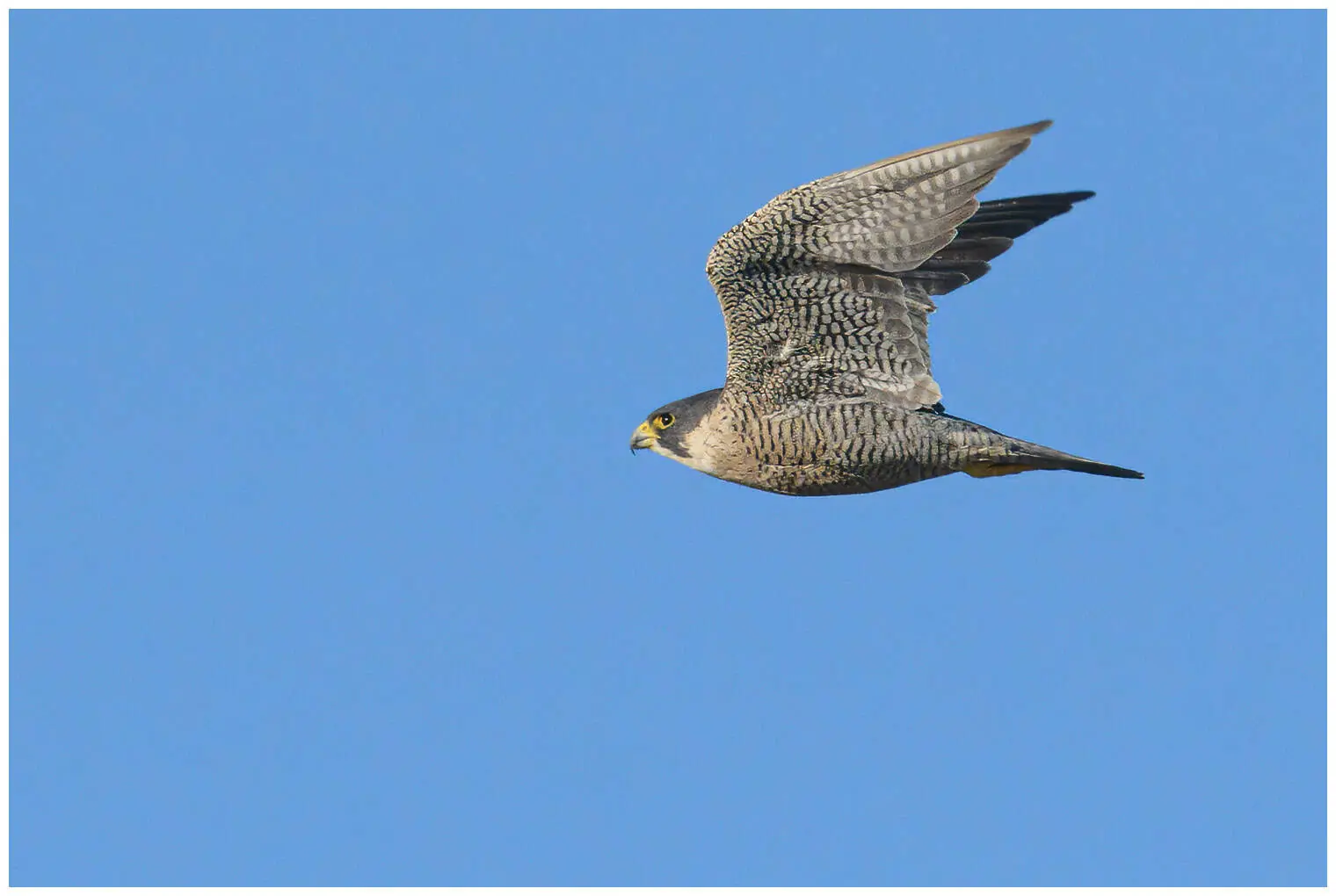 Peregrine falcon