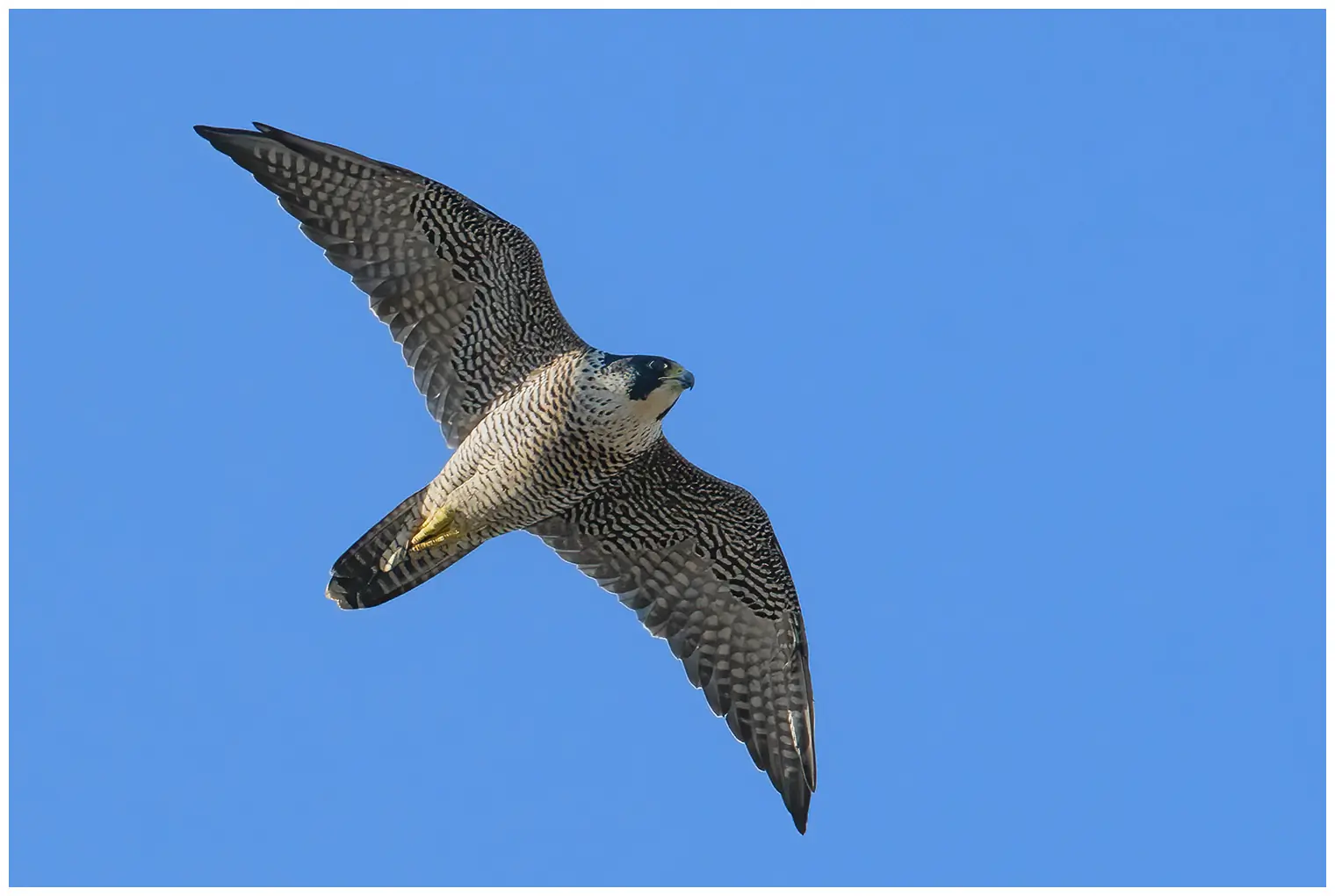 Peregrine falcon