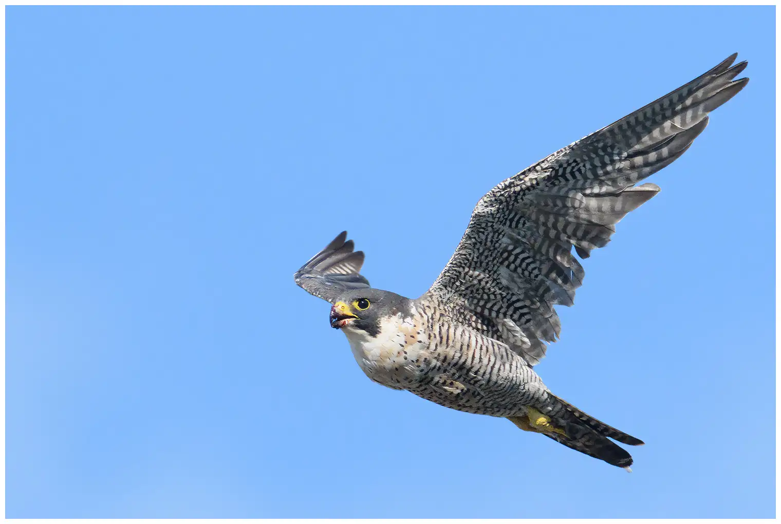 Peregrine falcon