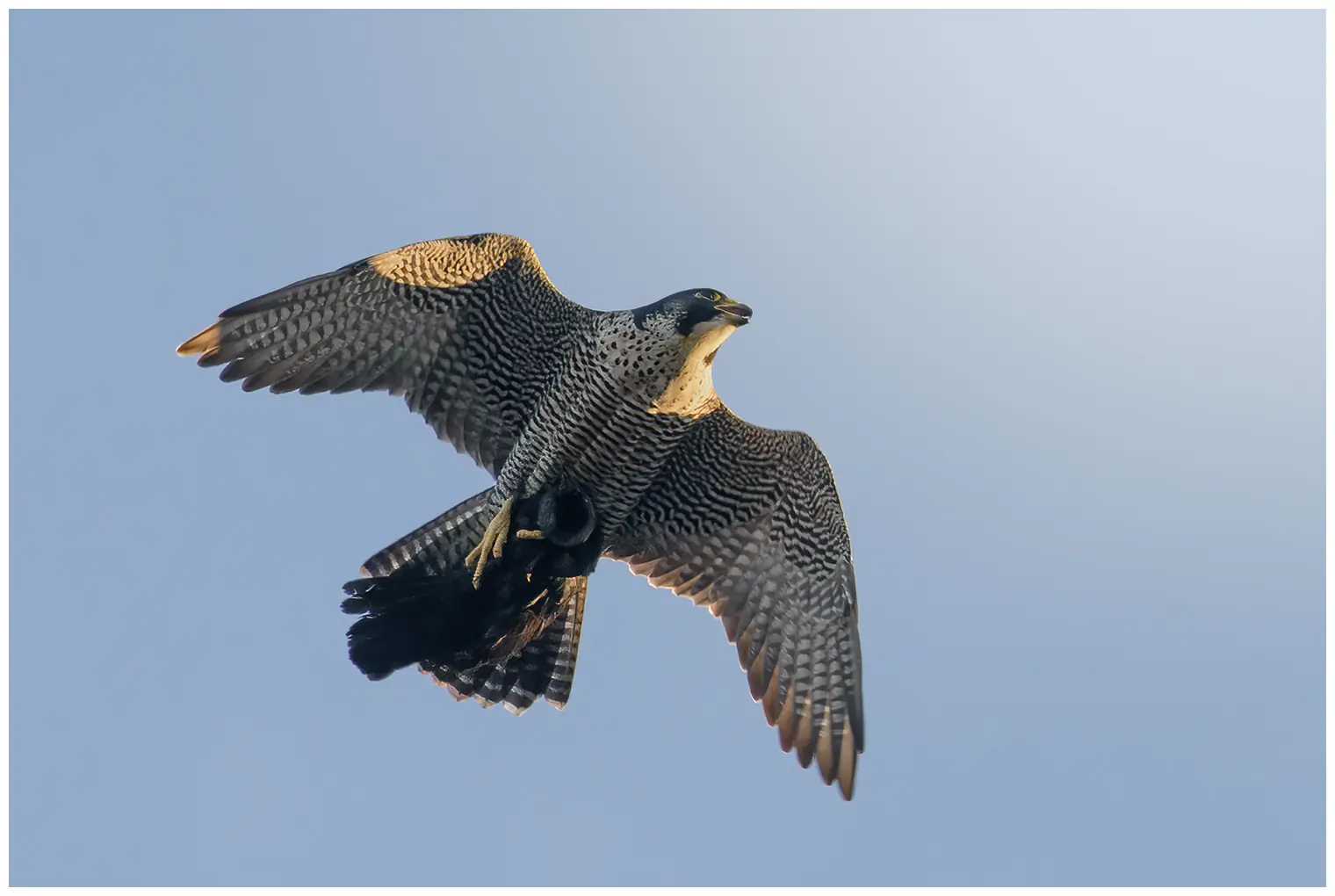 Peregrine falcon