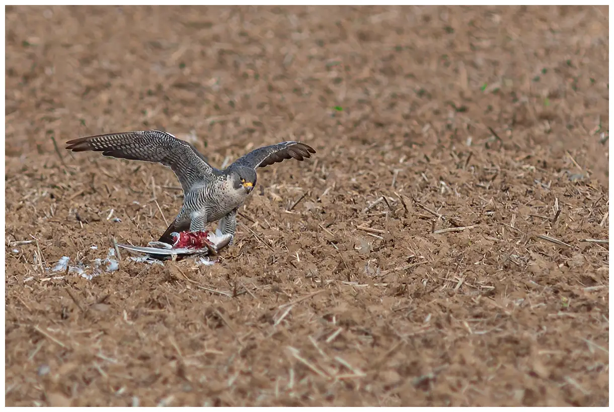 Peregrine falcon