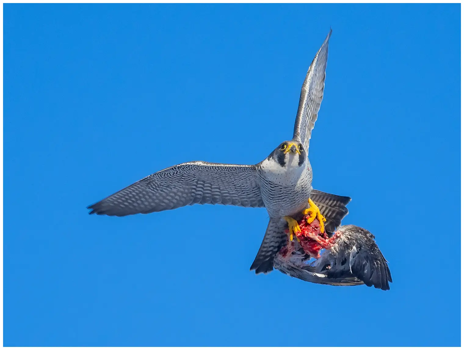 Peregrine falcon