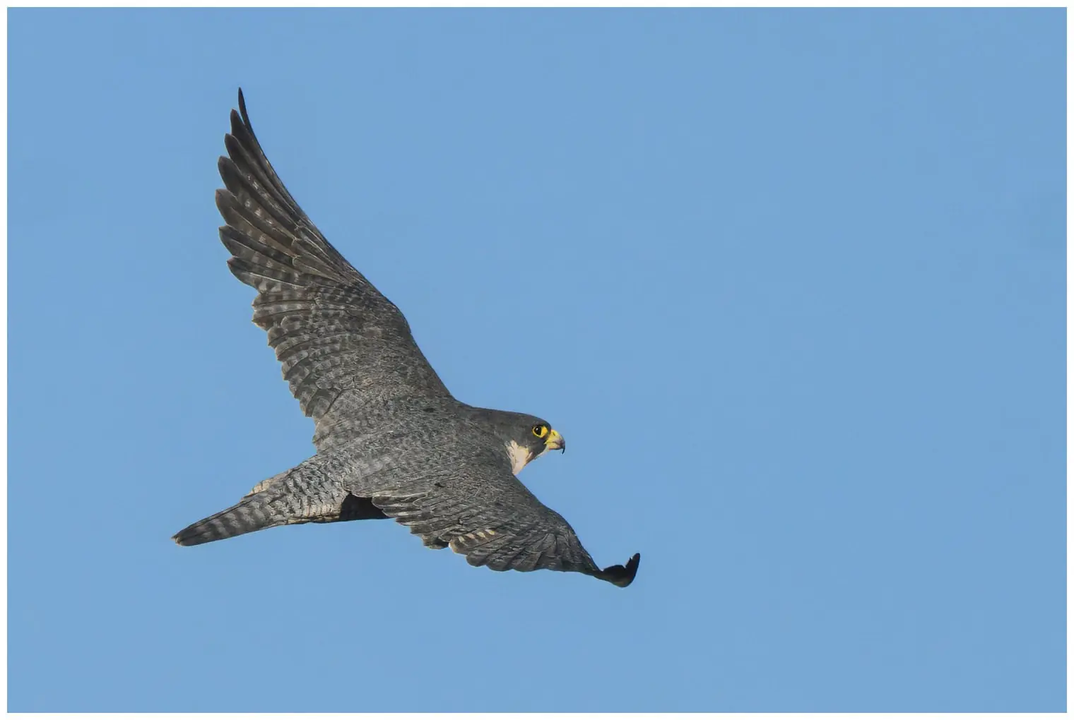 Peregrine falcon