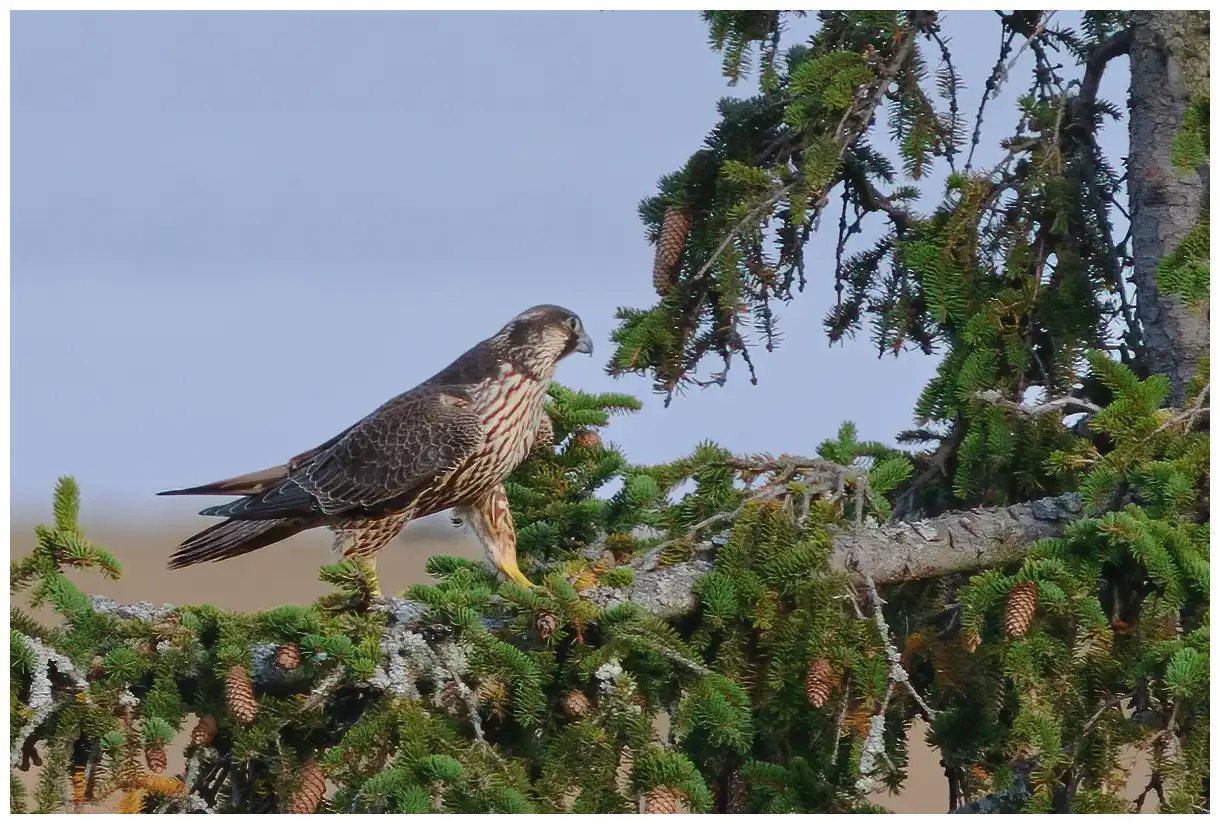 Peregrine falcon