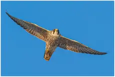 Peregrine falcon