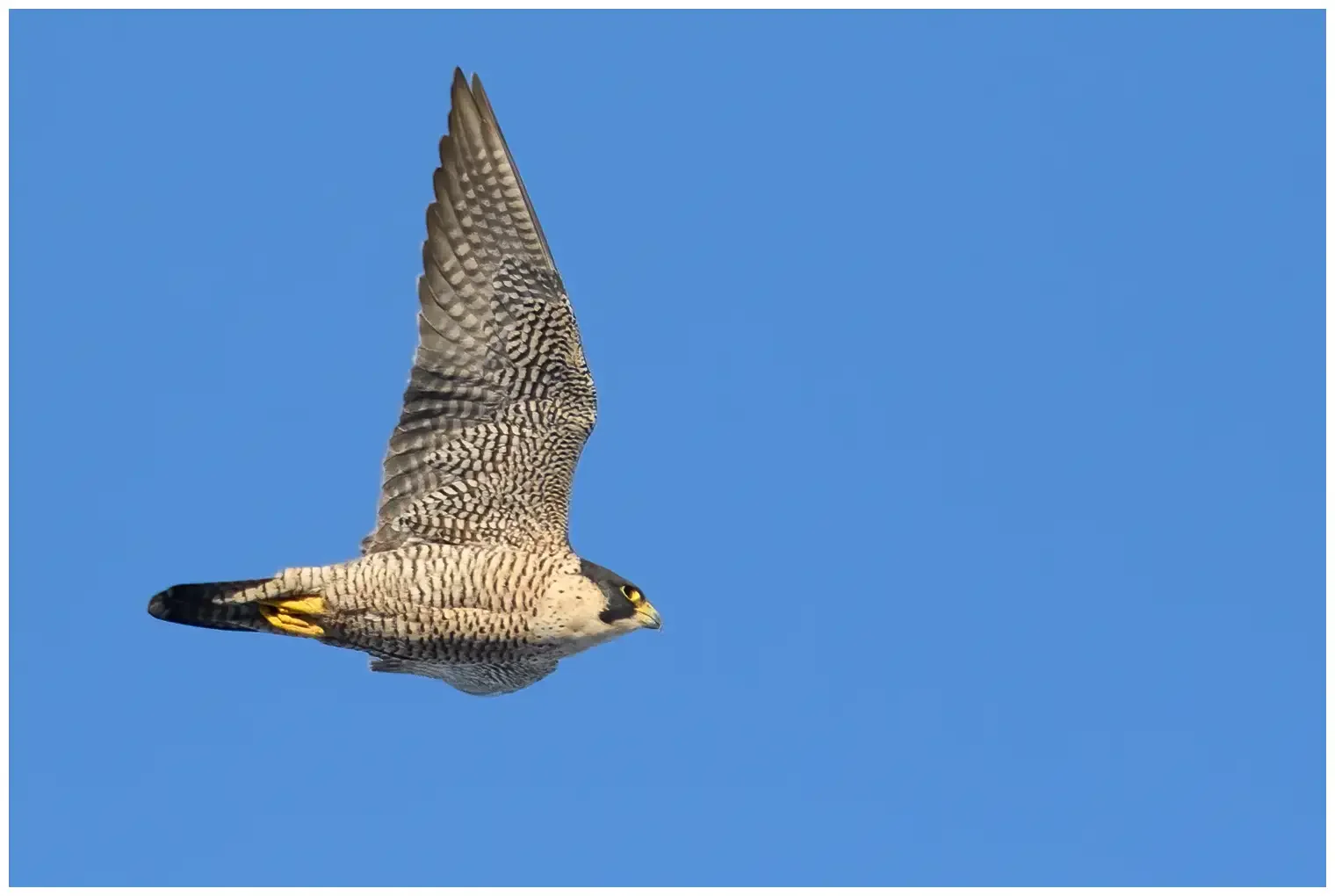 Peregrine falcon