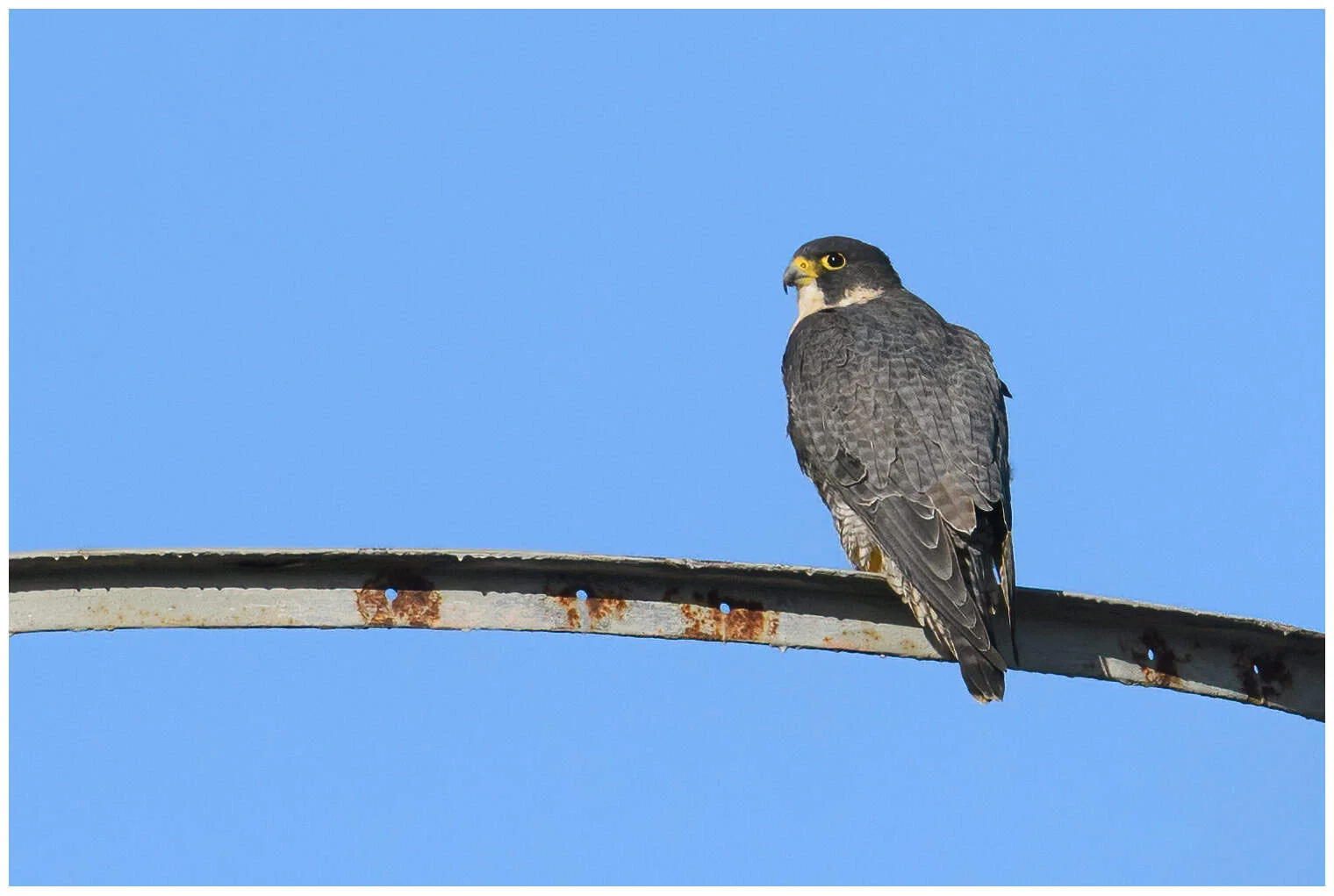 Peregrine falcon