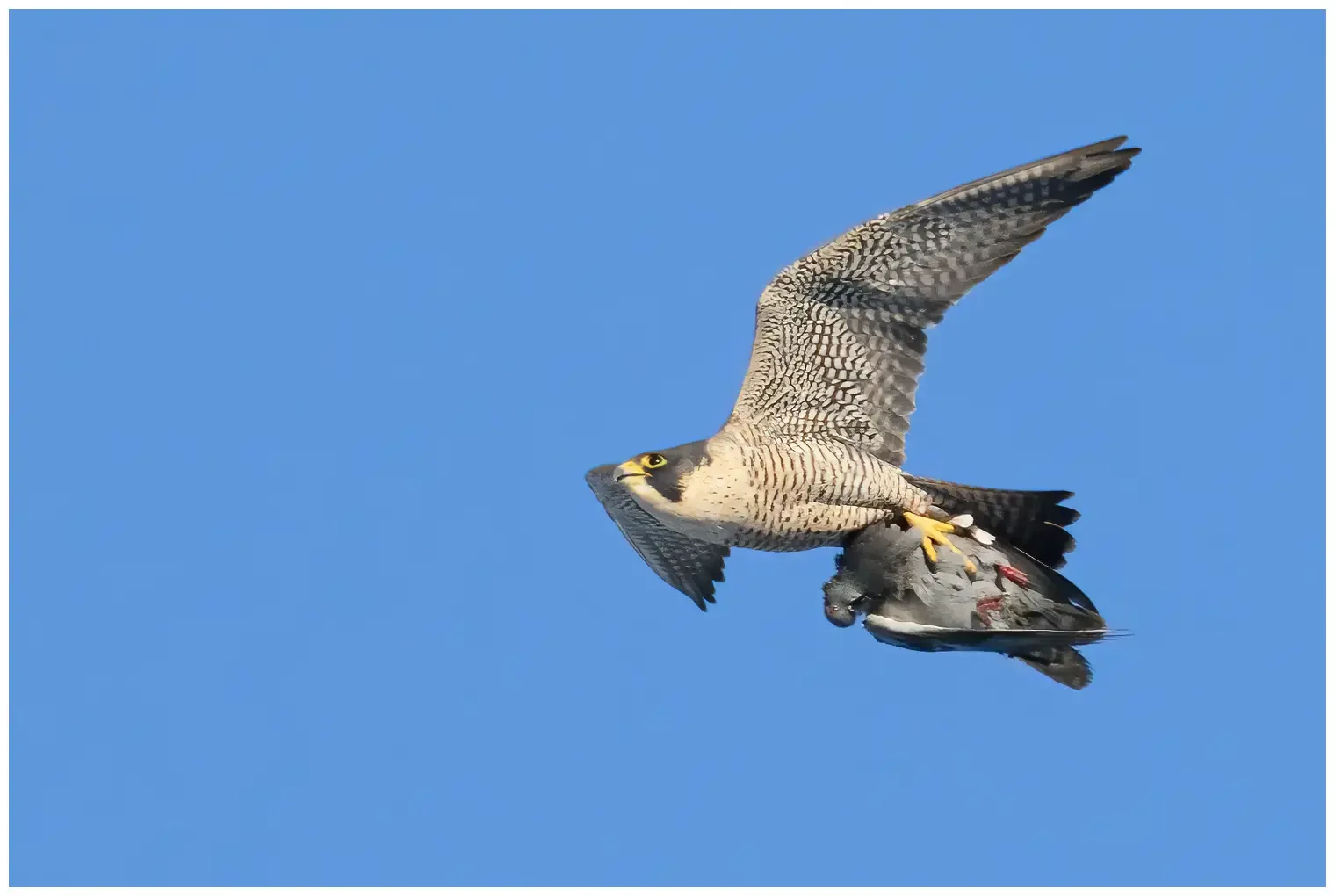 Peregrine falcon