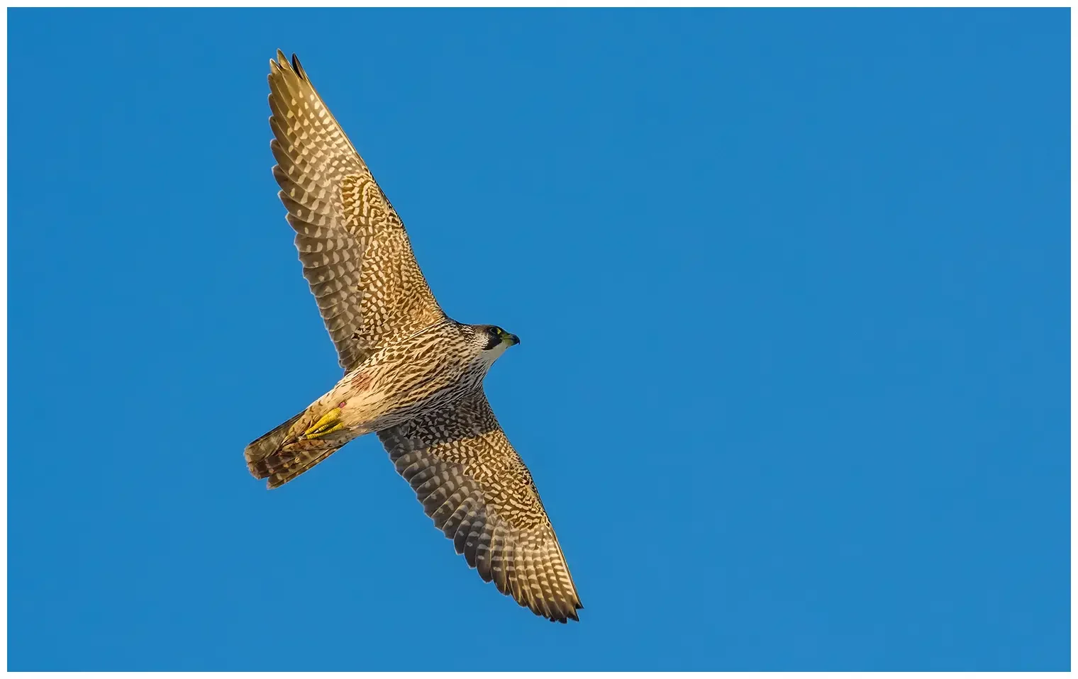 Peregrine falcon