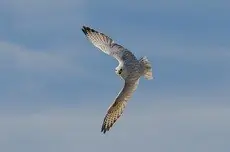Gyrfalcon