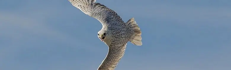 Gyrfalcon. Here you can see a flying bird. This very bright bird with black wingtips is probably from Greenland.
