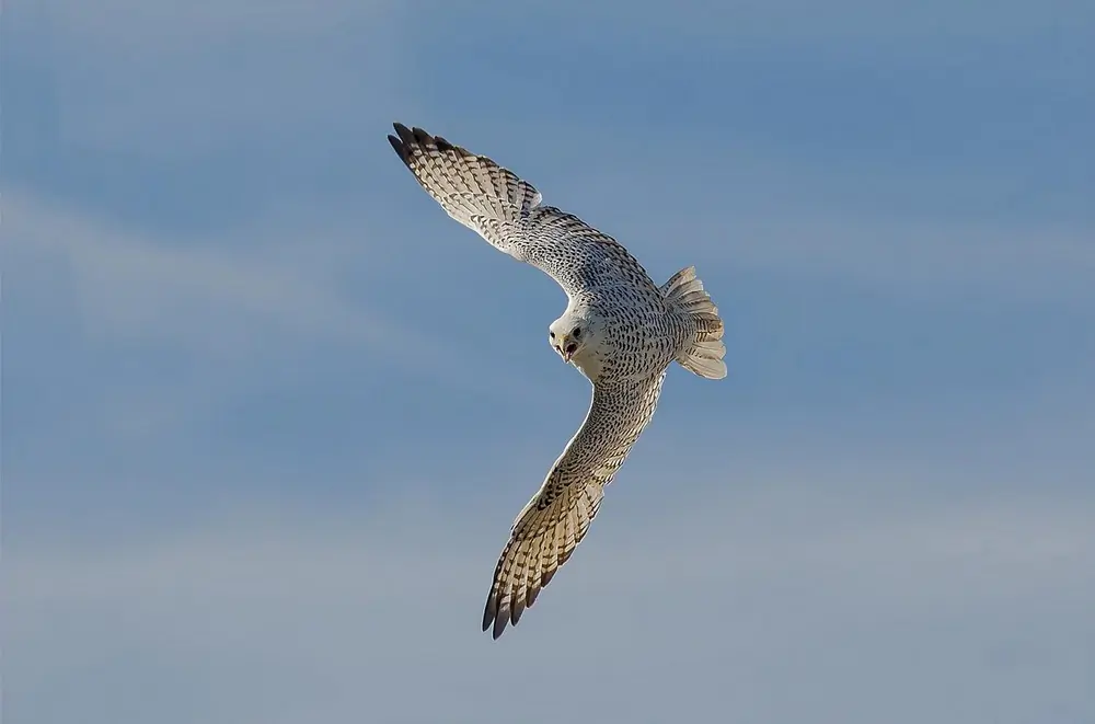 Gyrfalcon. Here you can see a flying bird. This very bright bird with black wingtips is probably from Greenland.