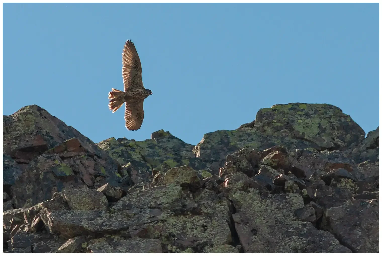 Gyrfalcon