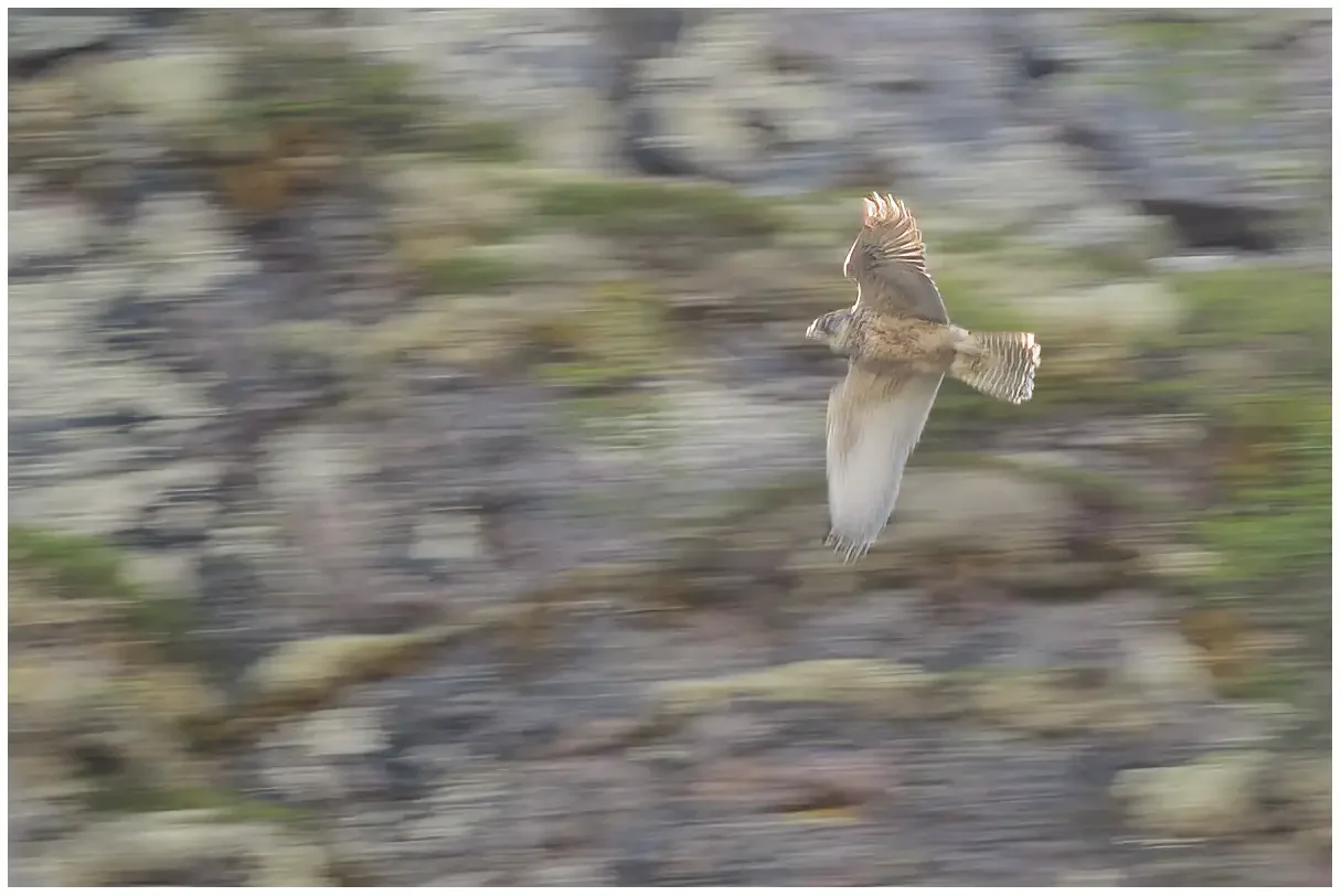 Gyrfalcon