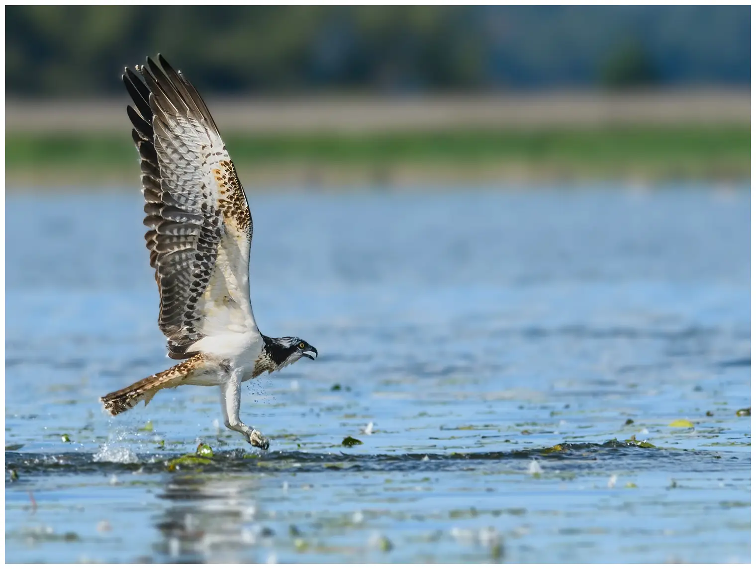 Osprey. Flying over the water surface. It looks like it has just caught a fish in the water.