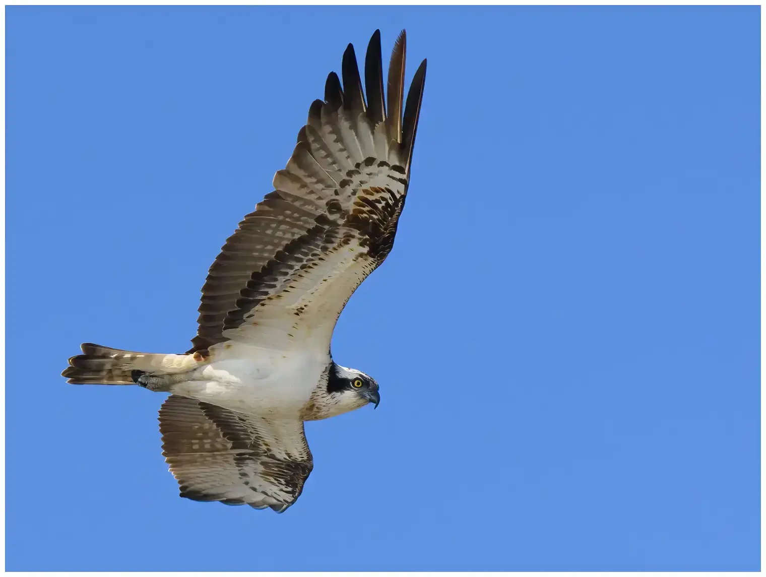 Osprey