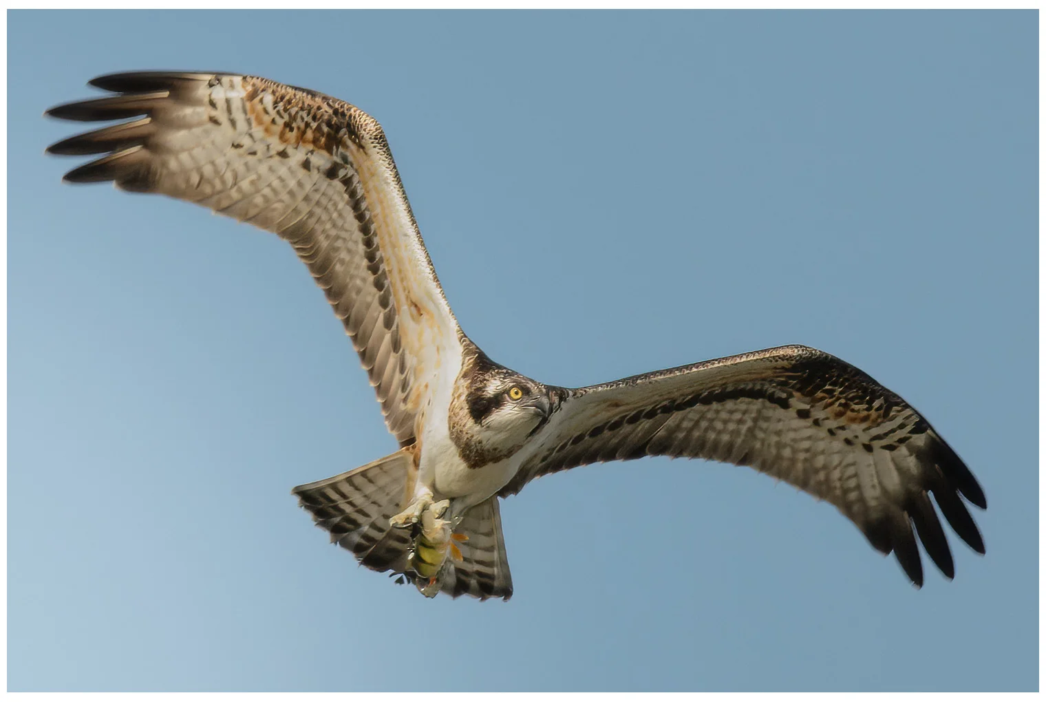 Osprey
