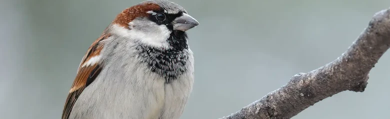 House sparrow. Here sitting on a branch with a blurred background. The male has a grey skullcap, brown eyebrow band and black chin patch.