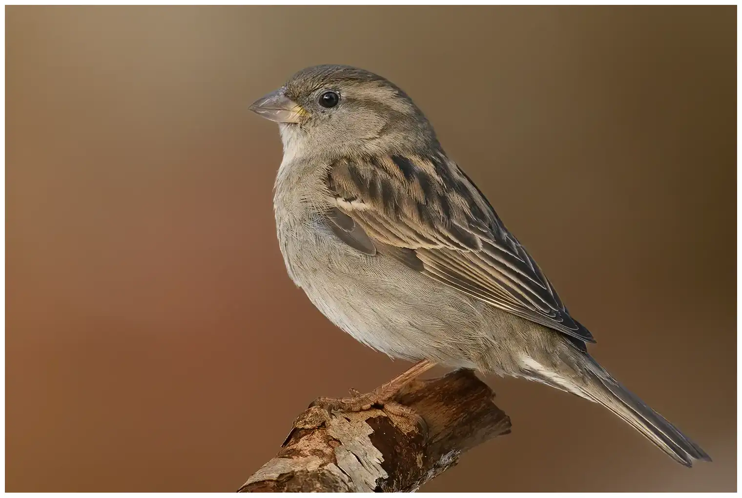 House sparrow