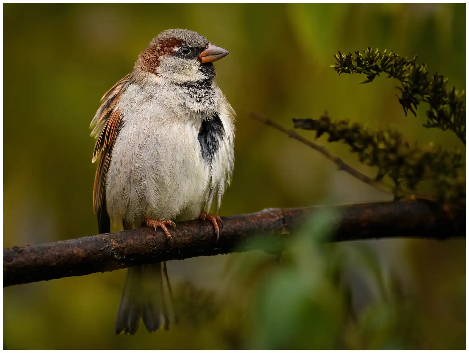 House sparrow