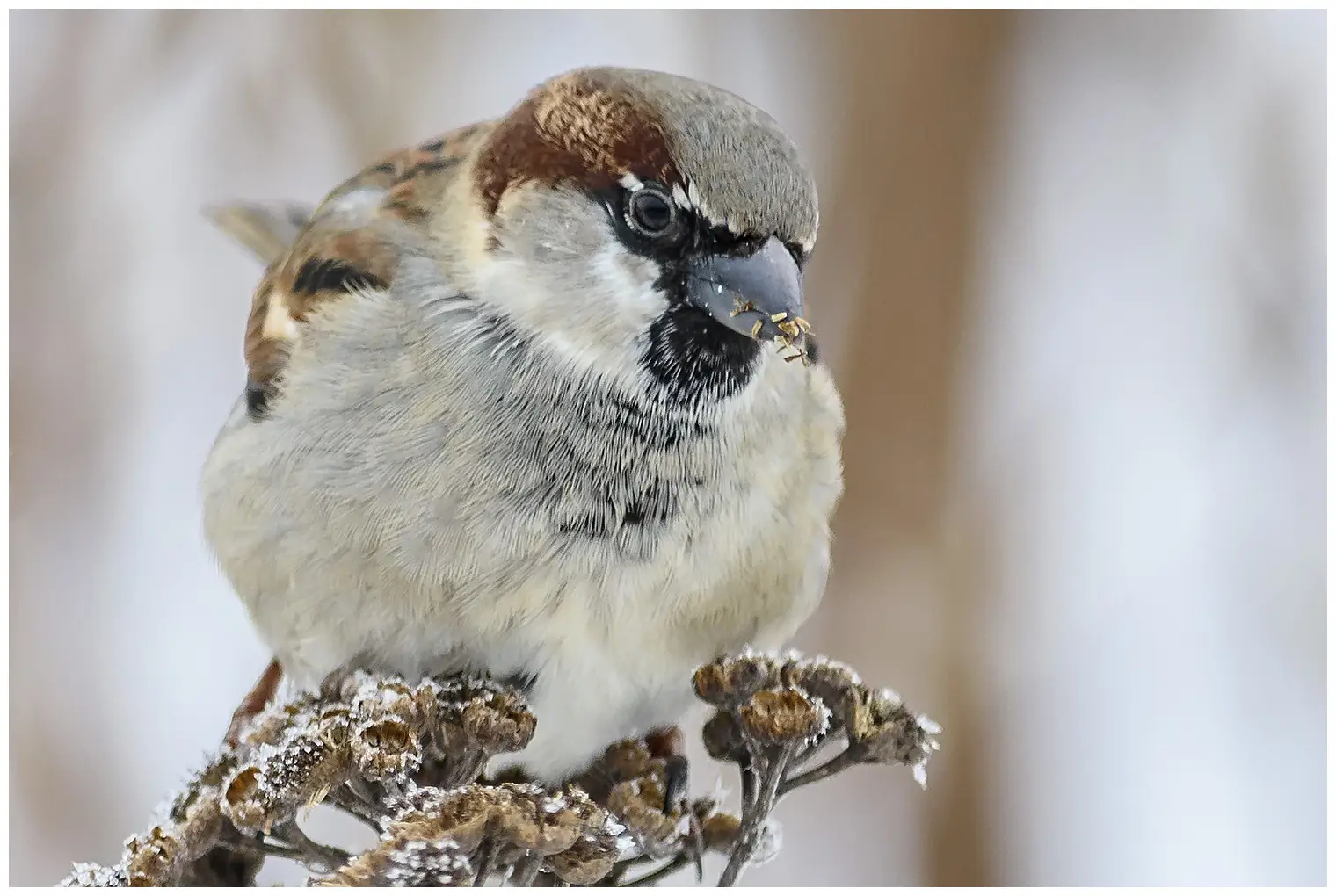 House sparrow