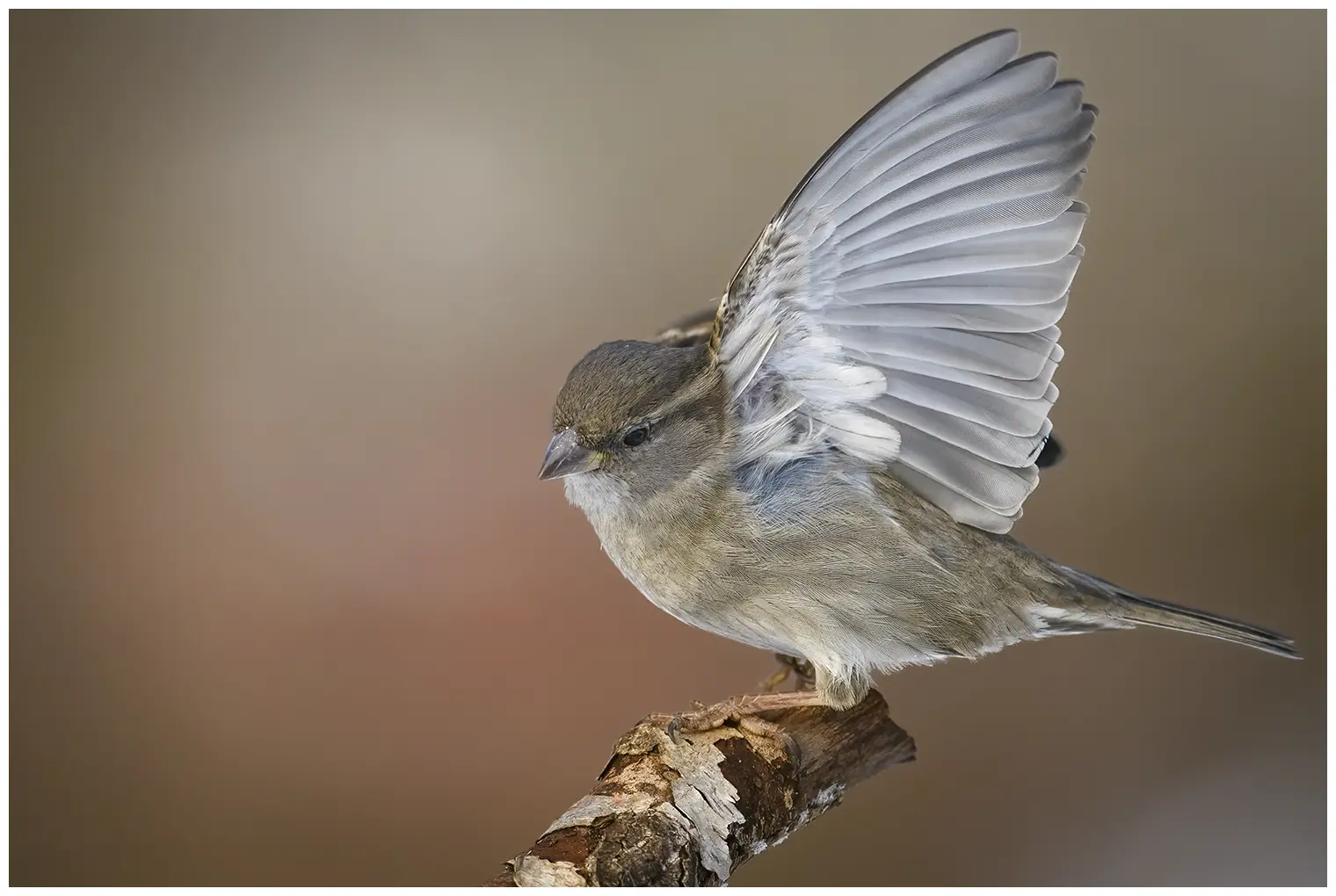 House sparrow