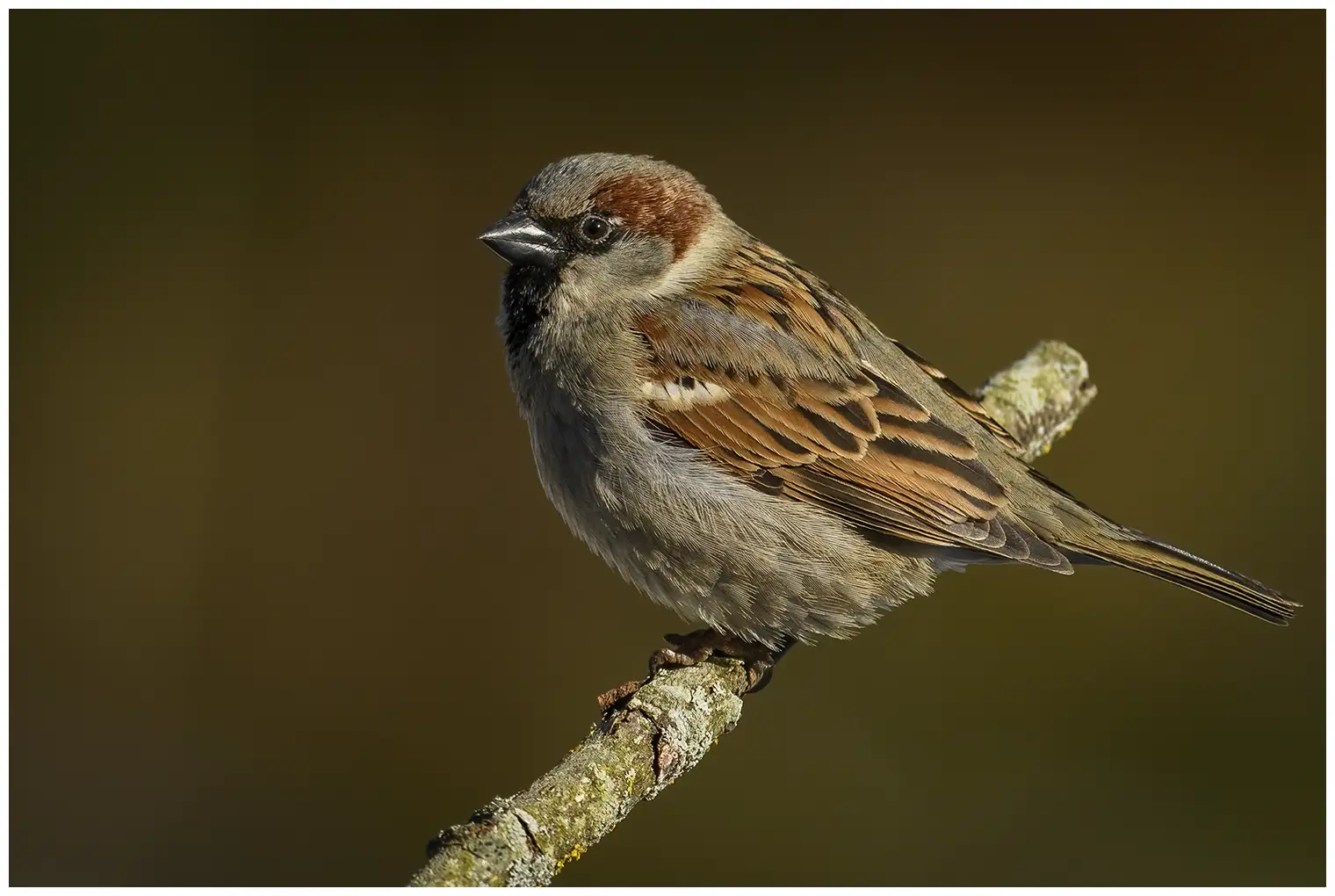 House sparrow