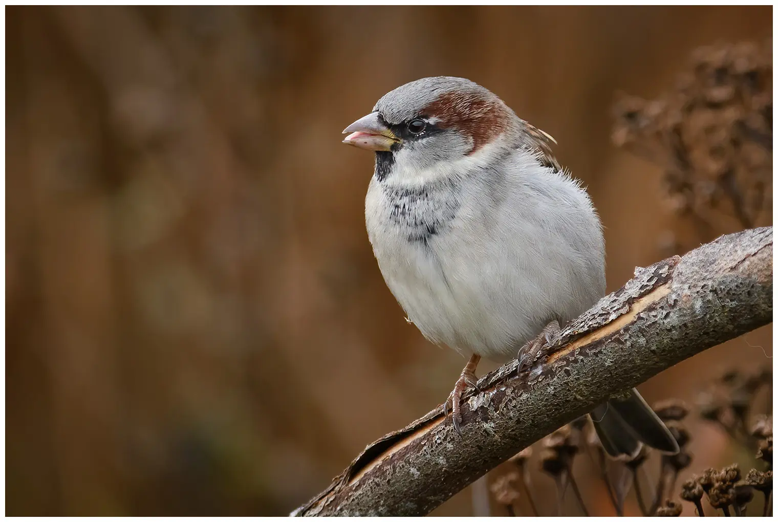 House sparrow