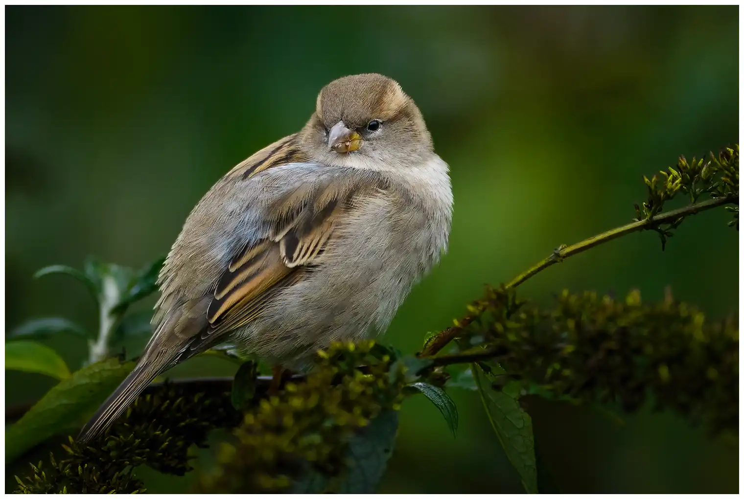 House sparrow